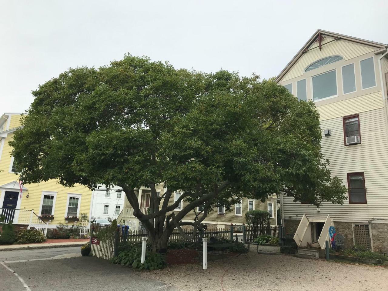 精巧住宿加早餐旅馆 纽波特 外观 照片